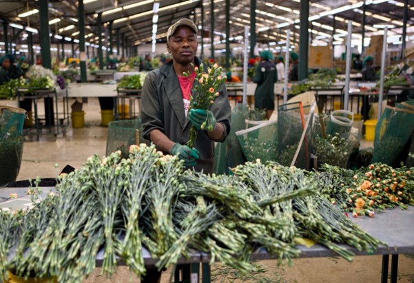 Fairtrade roseproduksjon